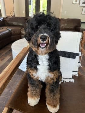 Tri Color Australian Labradoodle
