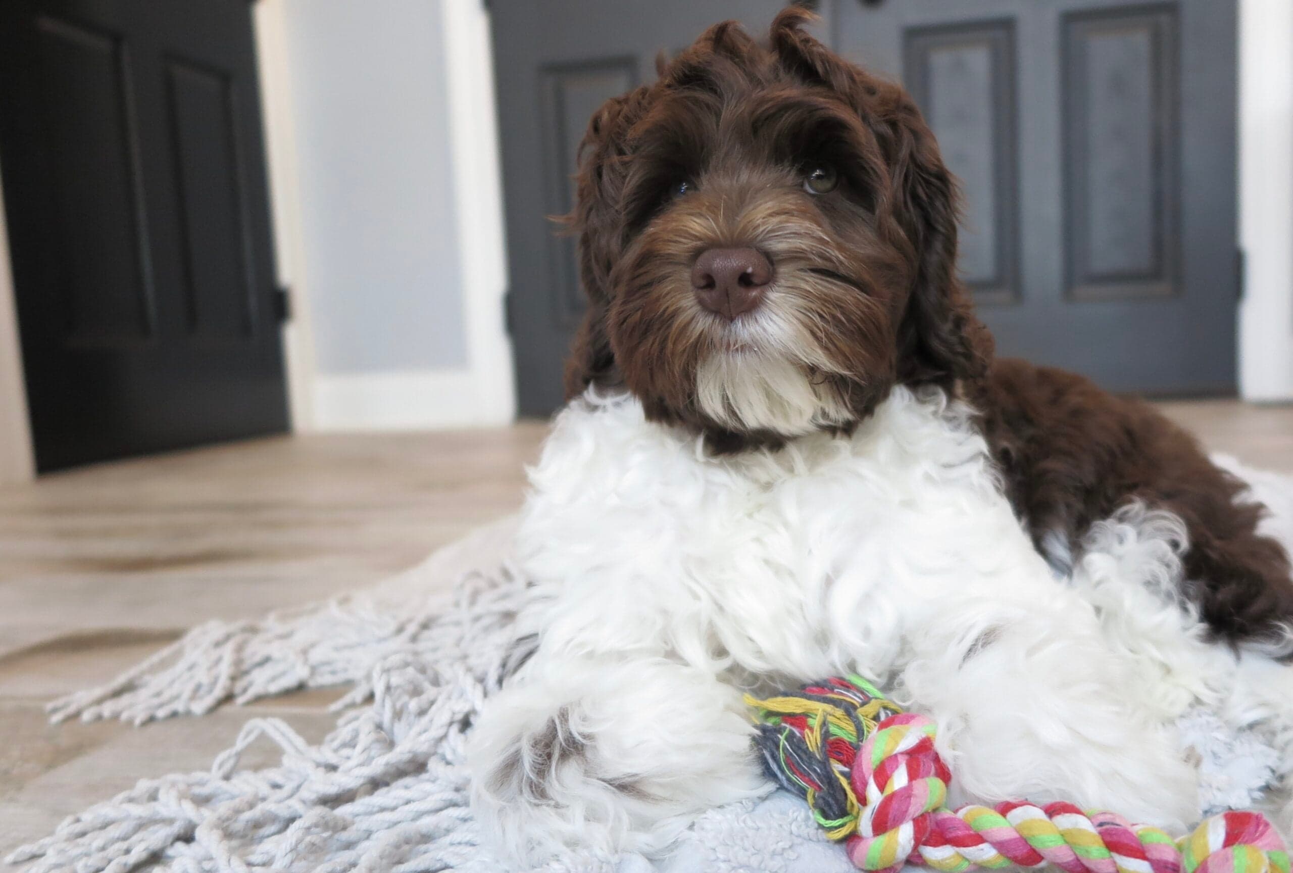 Australian Labradoodle outdoors
