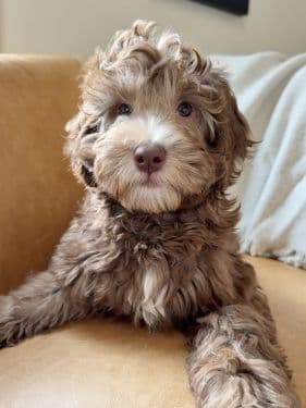 Café Australian Labradoodle