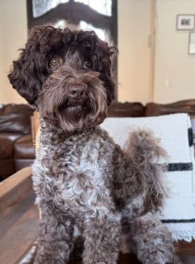 Roan Australian Labradoodle