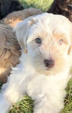 Cream Australian Labradoodle