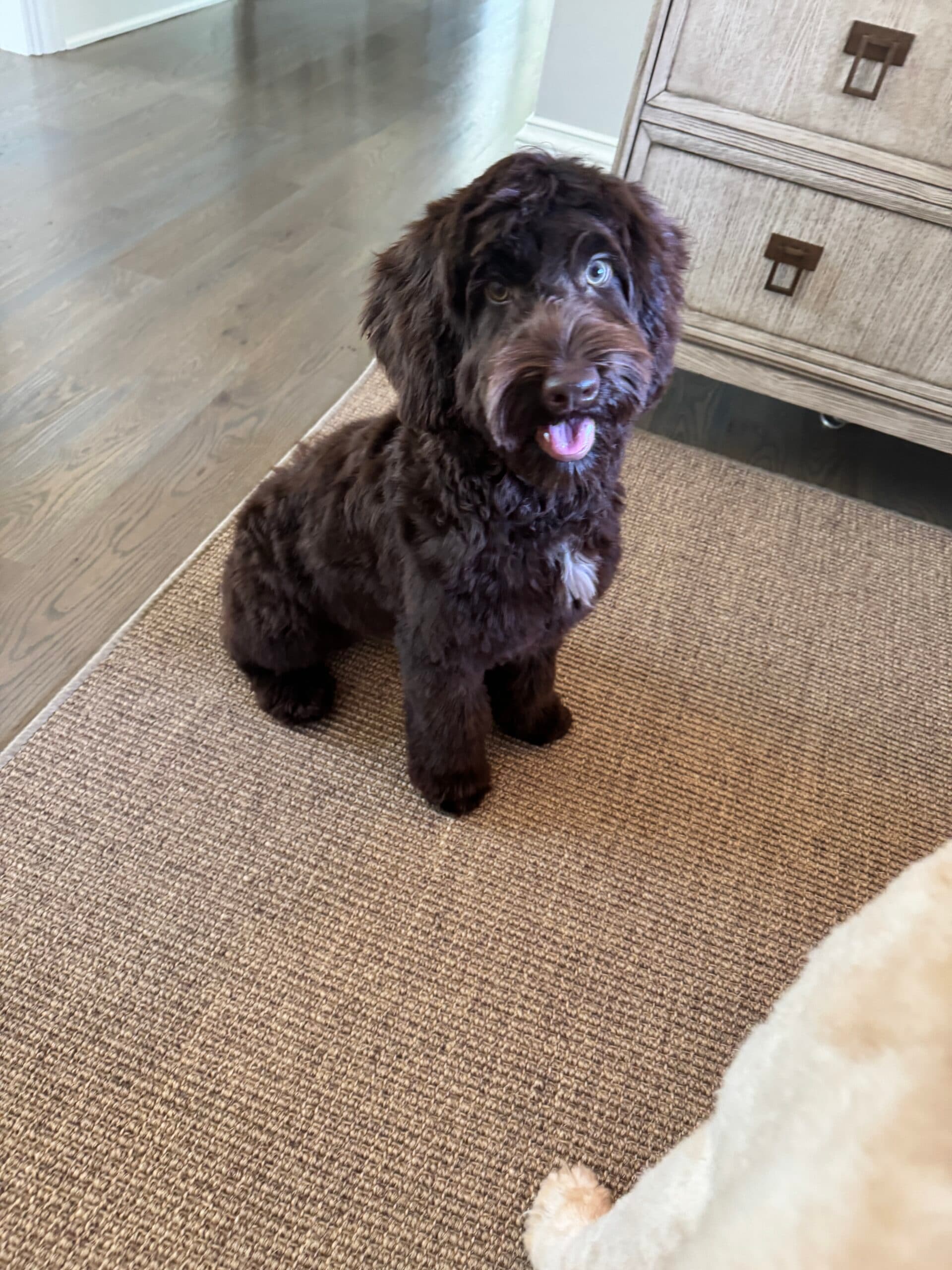 Winston