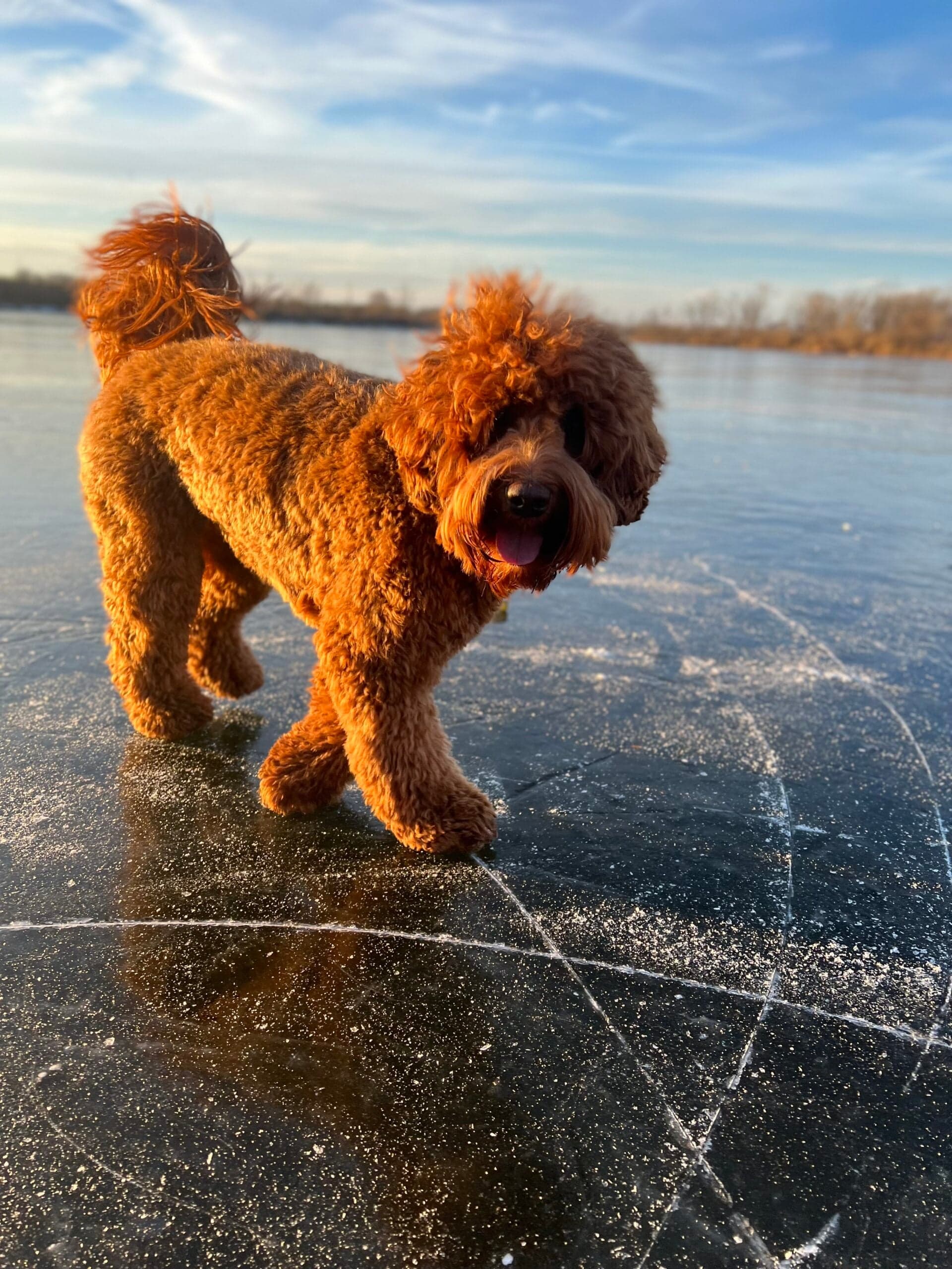 Australian Labradoodle playing hockey