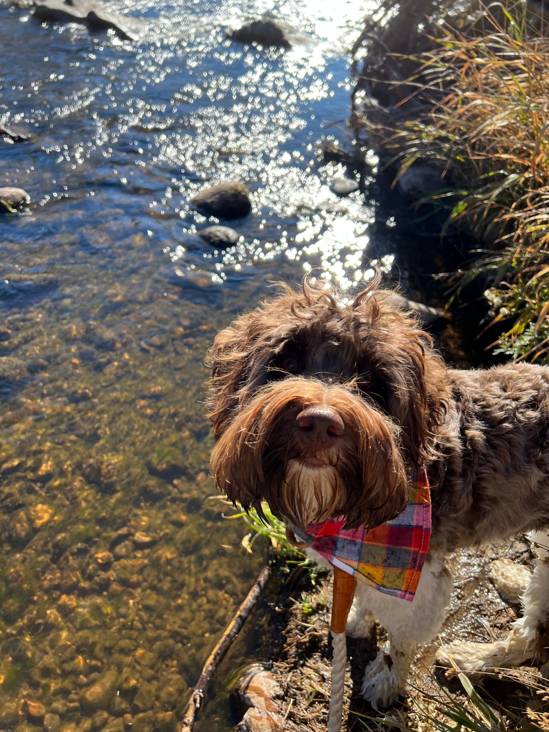 Fishing with a Labradoodle