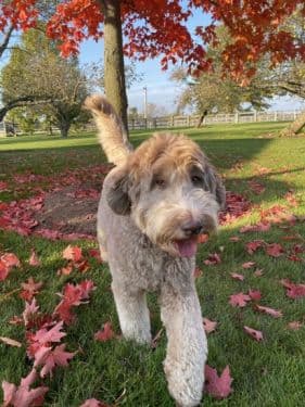 Lavender Australian Labradoodle