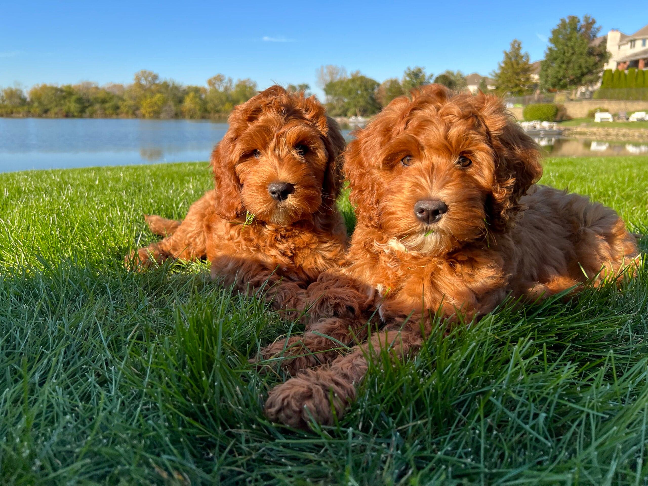 Australian Labradoodle puppy