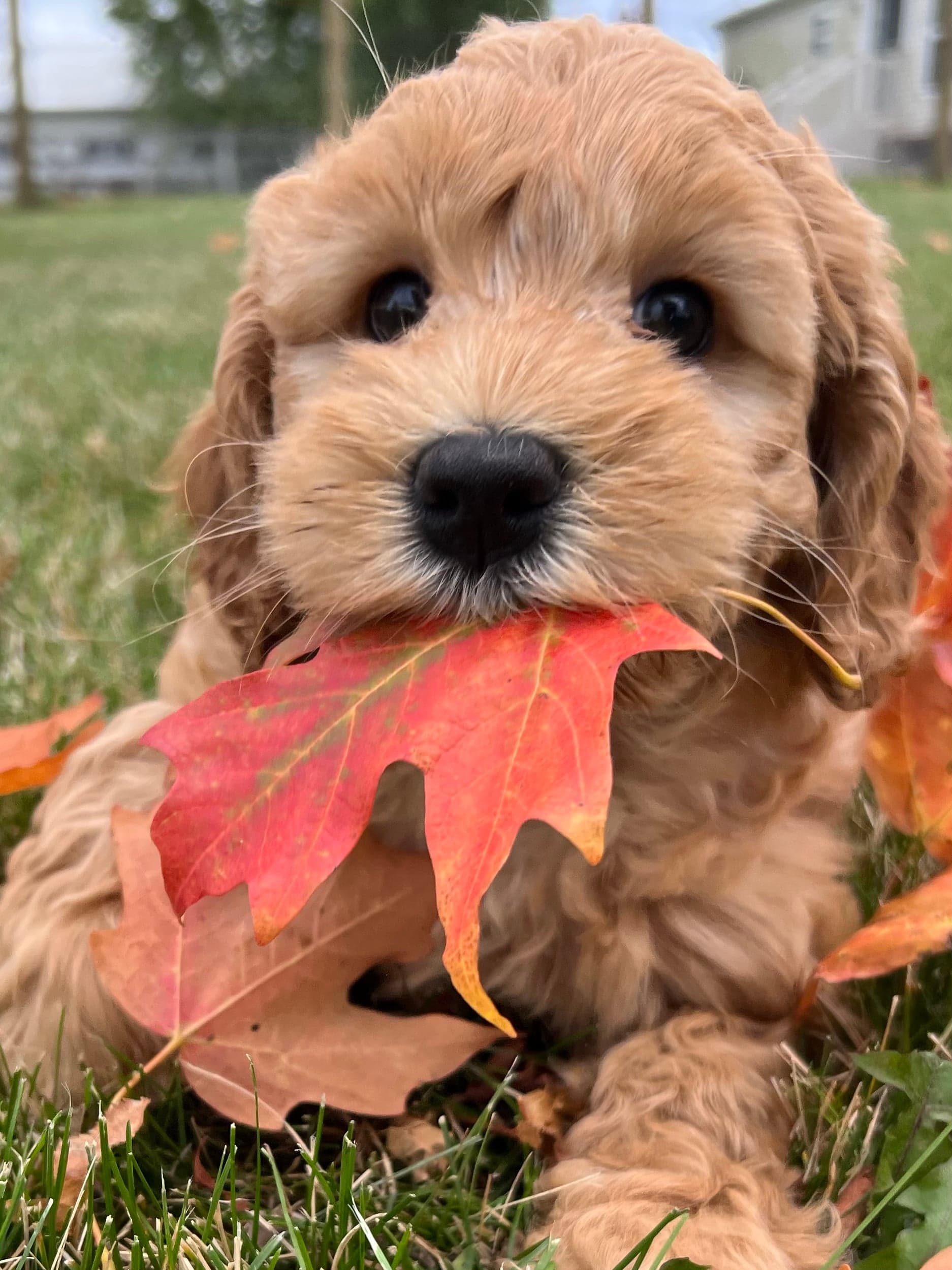Caramel Australian Labradoodle puppy
