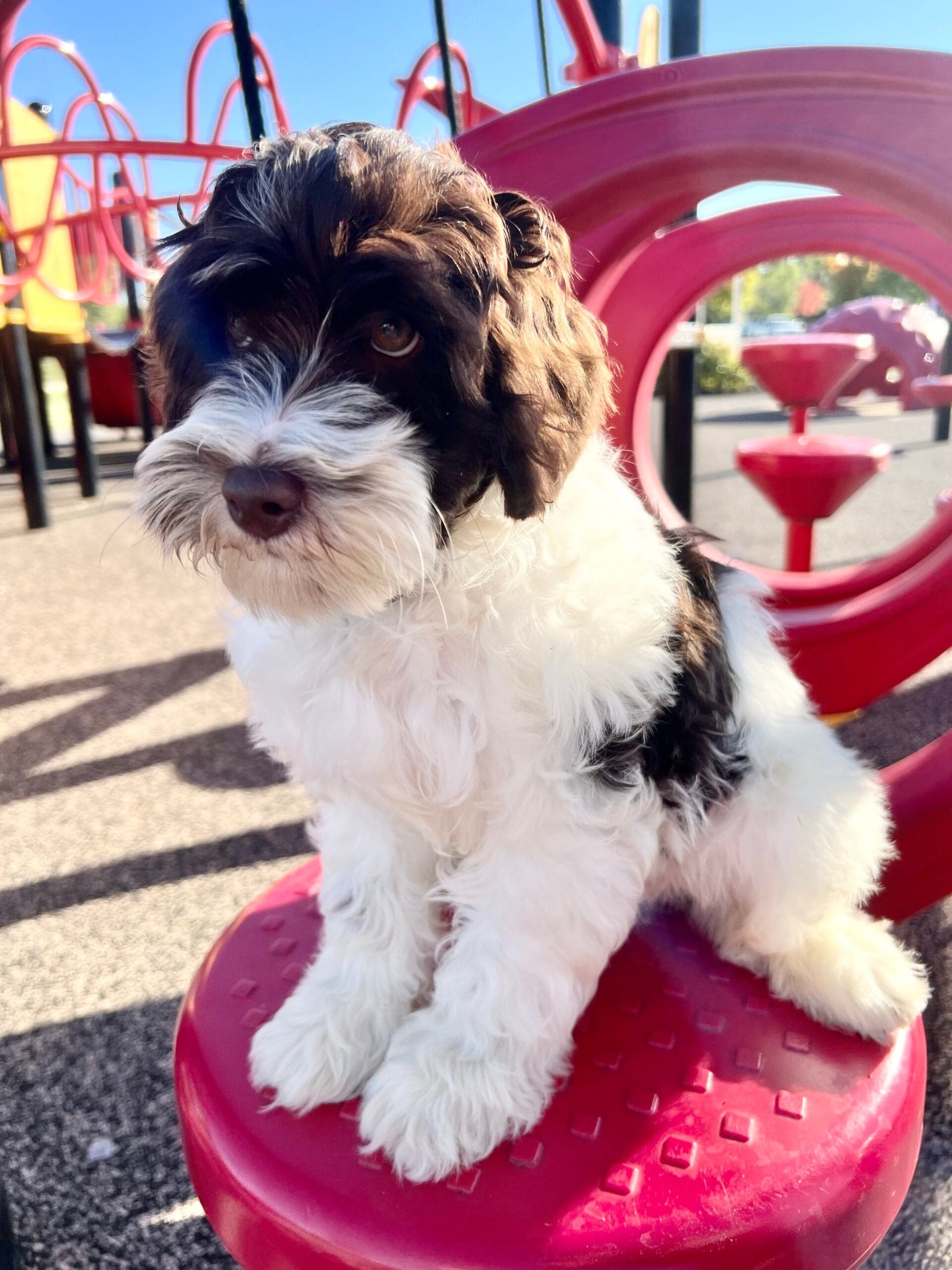 Australian Labradoodle therapy dog
