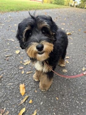 Phantom Australian Labradoodle