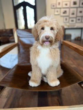 Tuxedo Australian Labradoodle