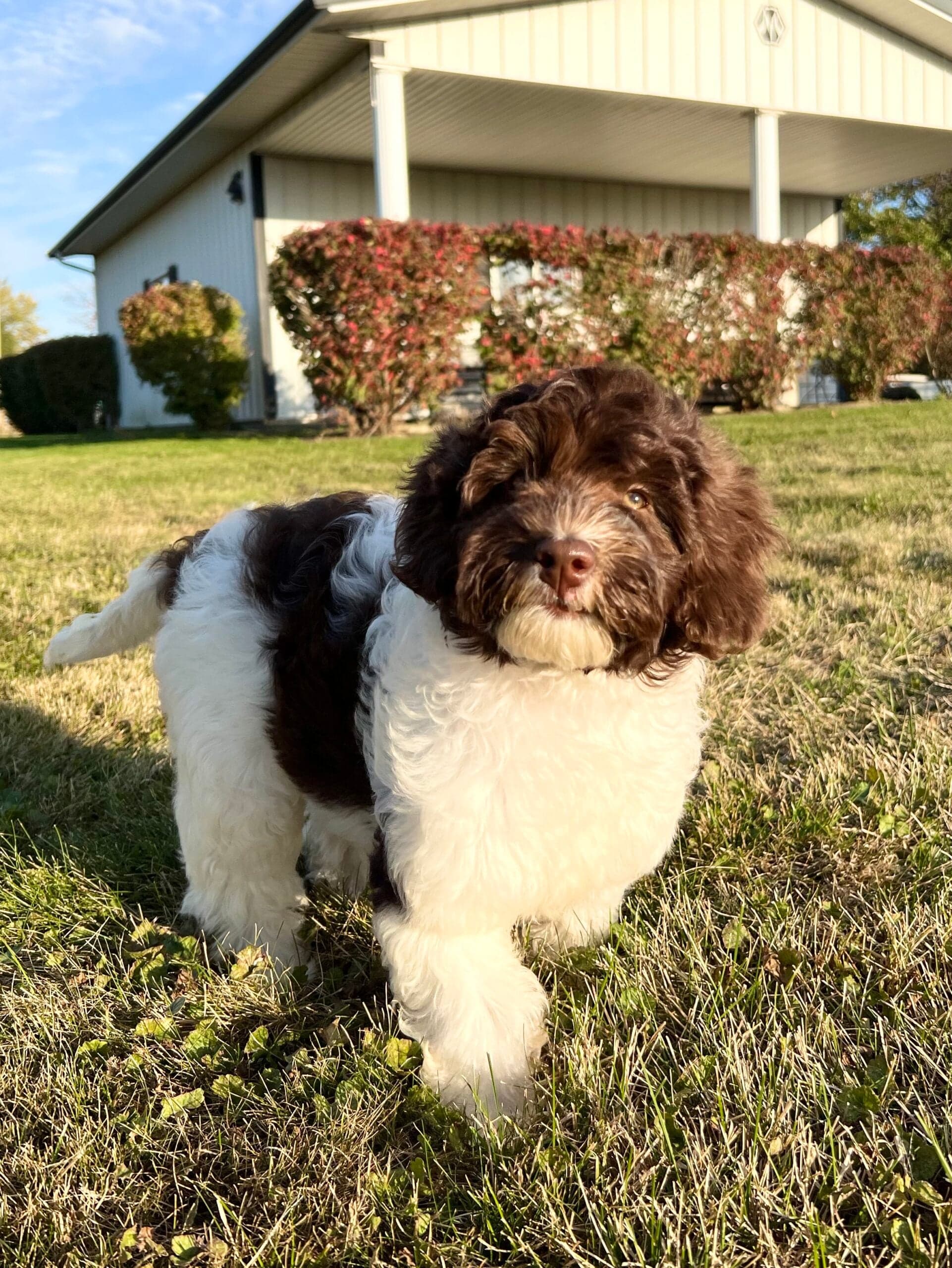 Australian Labradoodle puppy