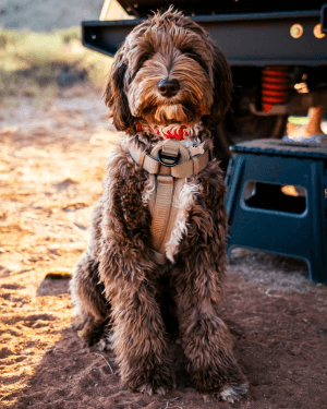 Sable Australian Labradoodle