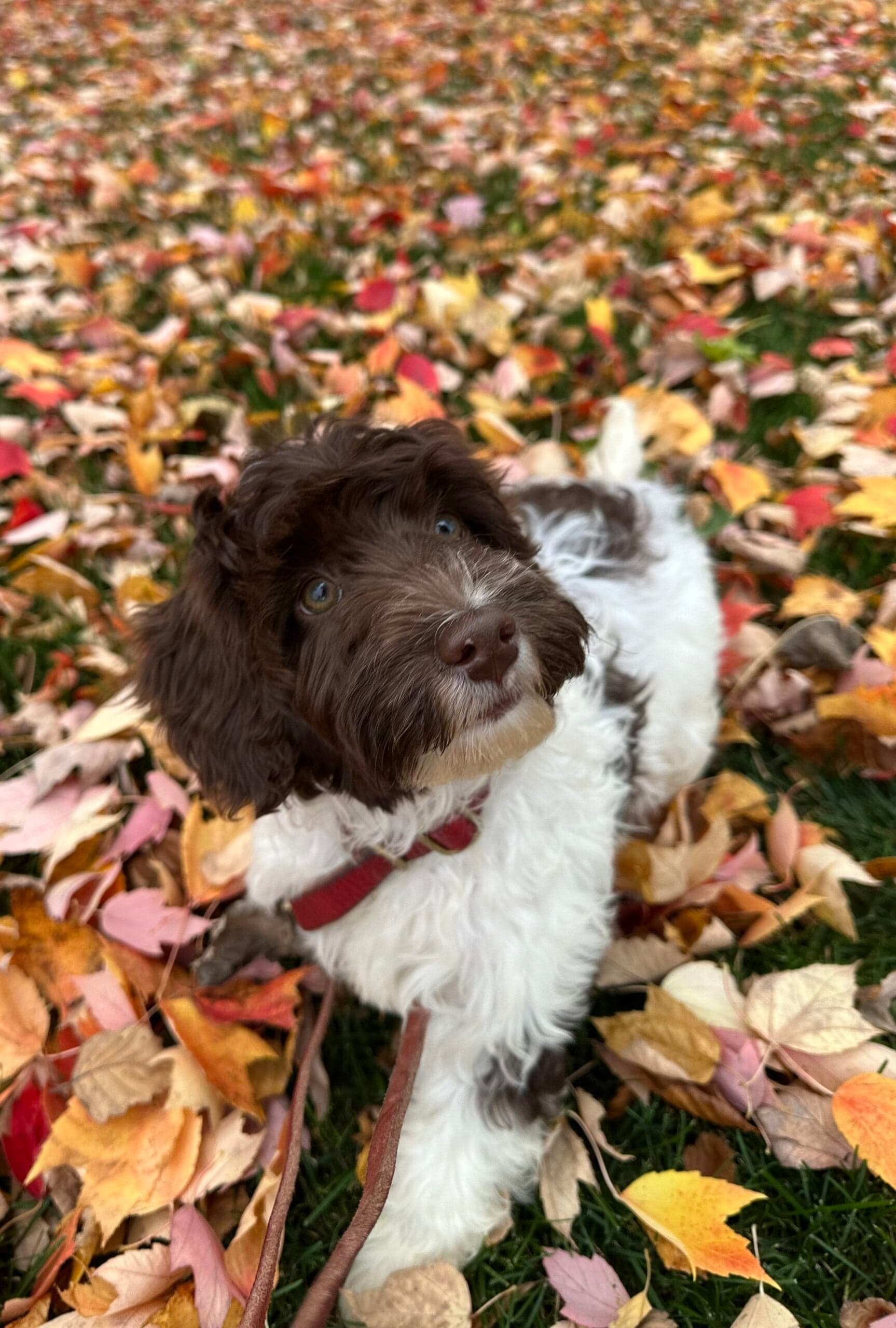 Parti coat chocolate and white Australian Labradoodle