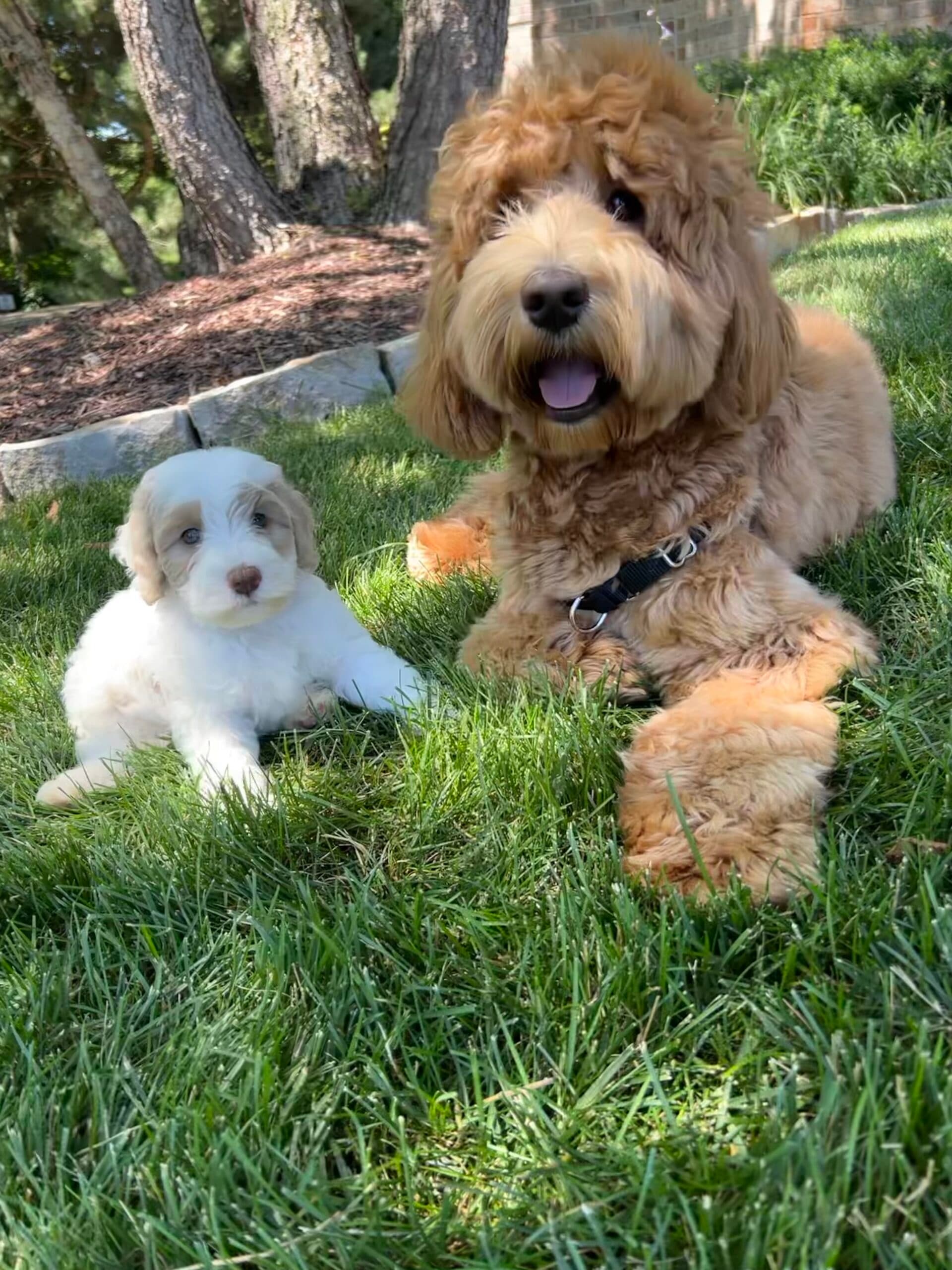 Frankie + Murphy