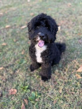 Black Australian Labradoodle
