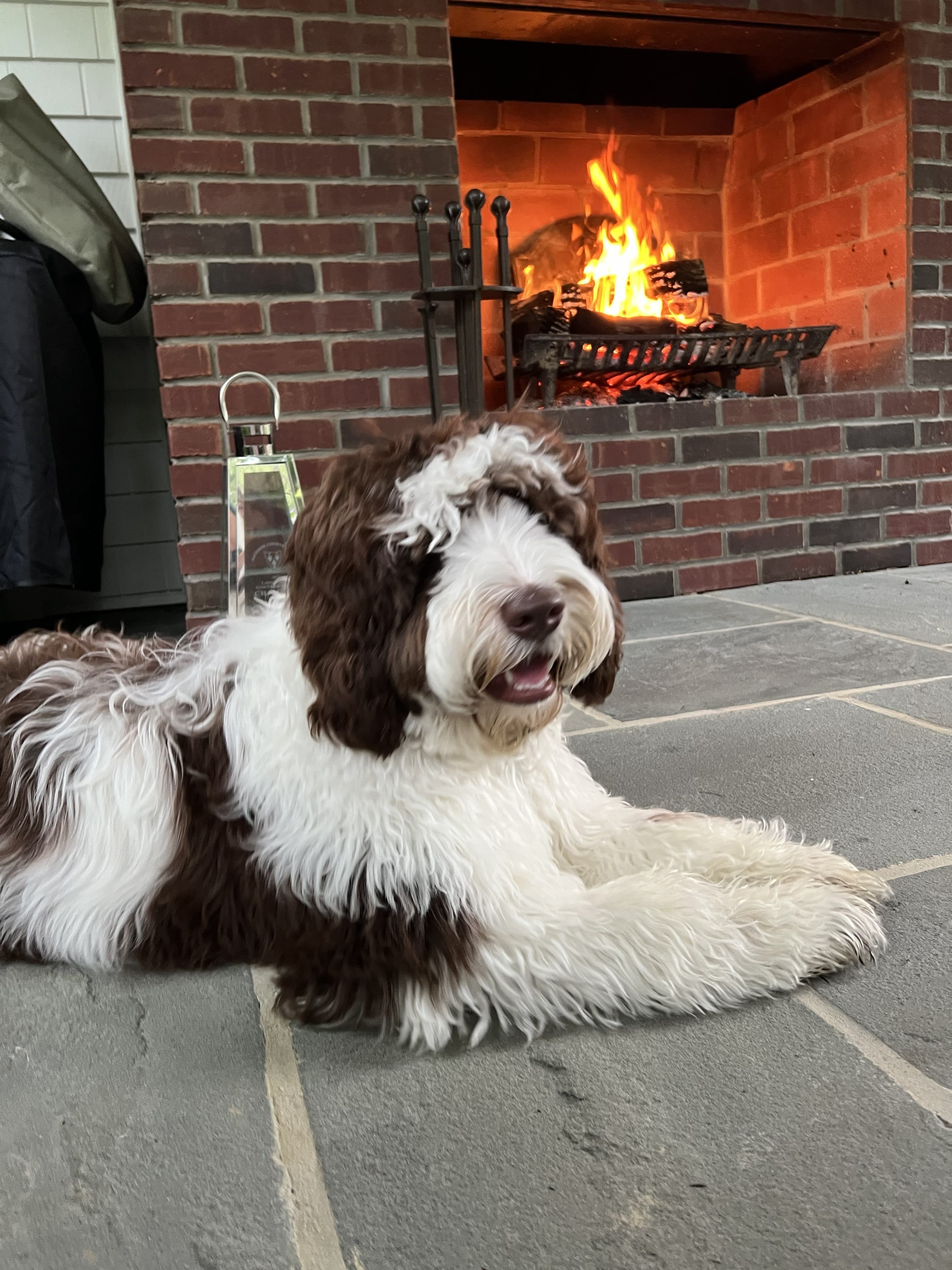 Scout