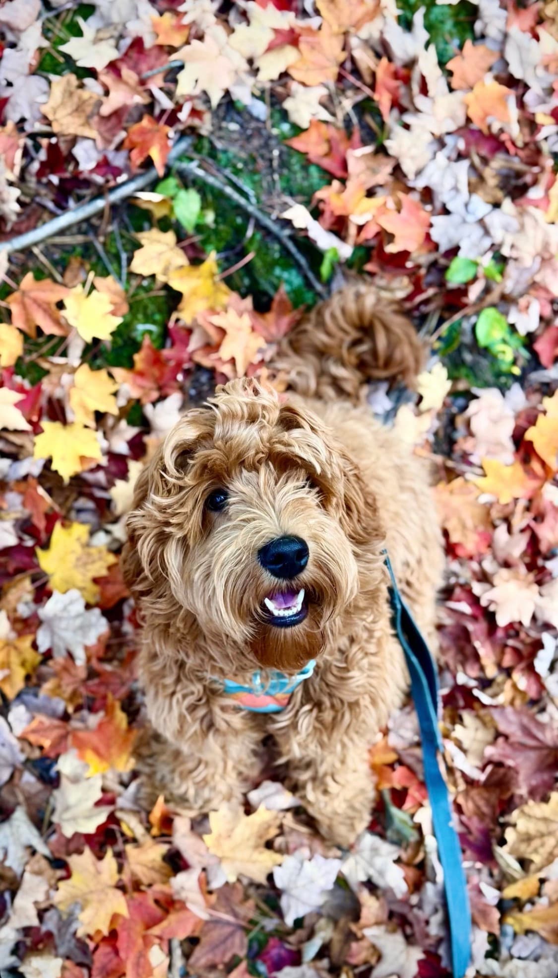 Zuko