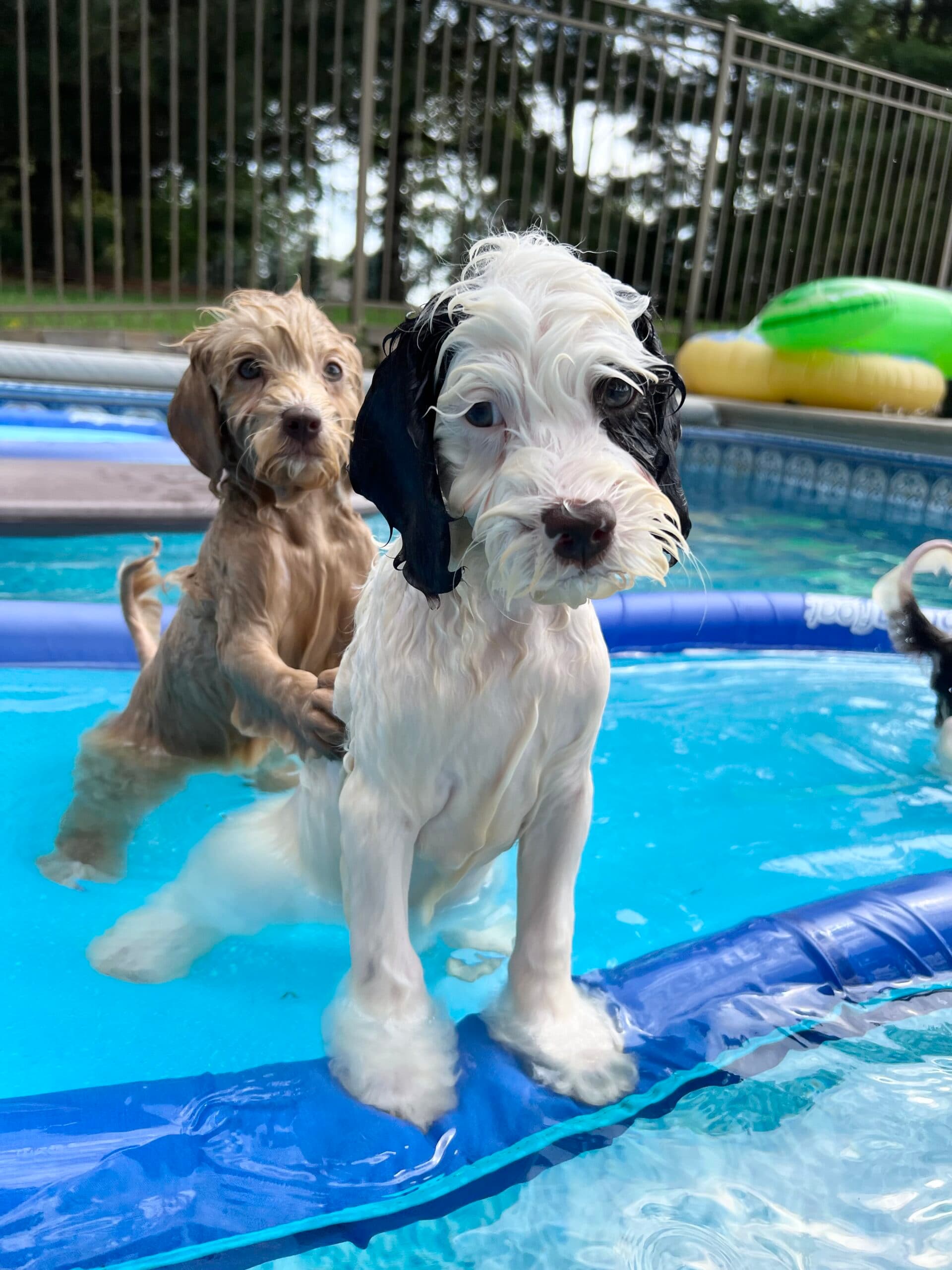 Smokey & Remi