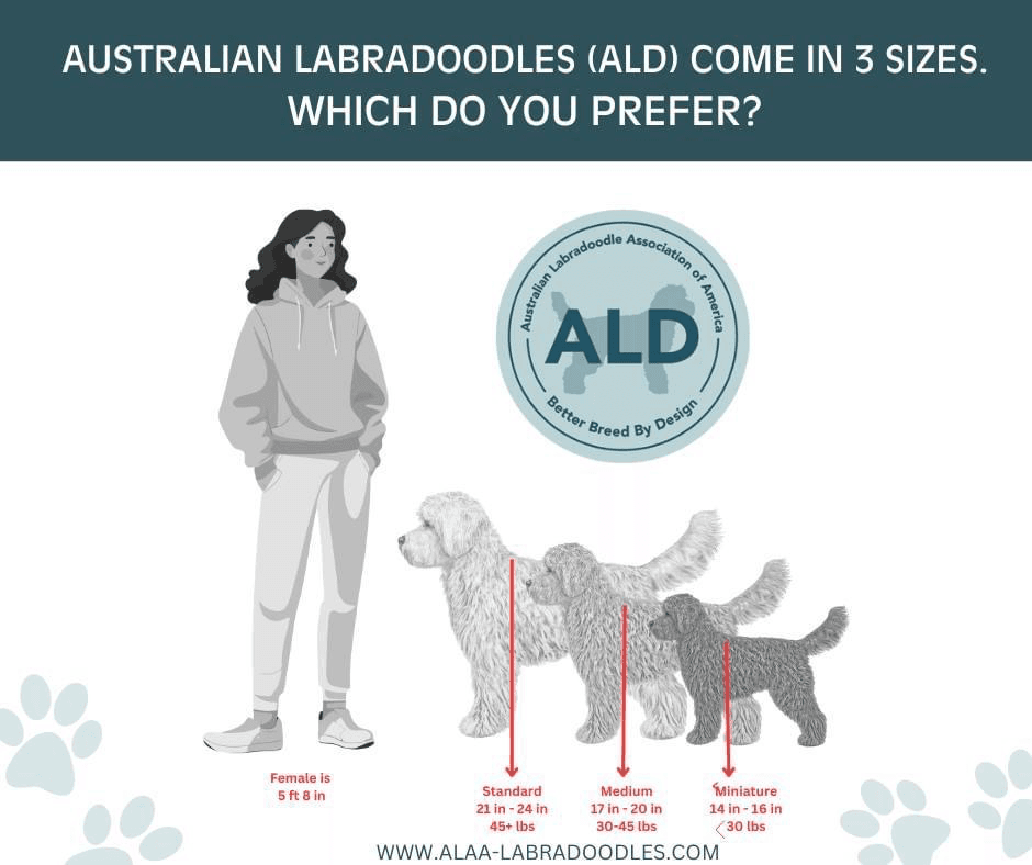 Australian Labradoodle size chart