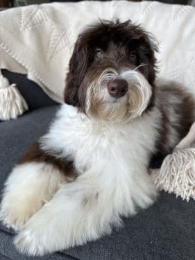 Parti Australian Labradoodle