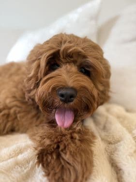 Red Australian Labradoodle