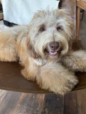 Parchment Australian Labradoodle