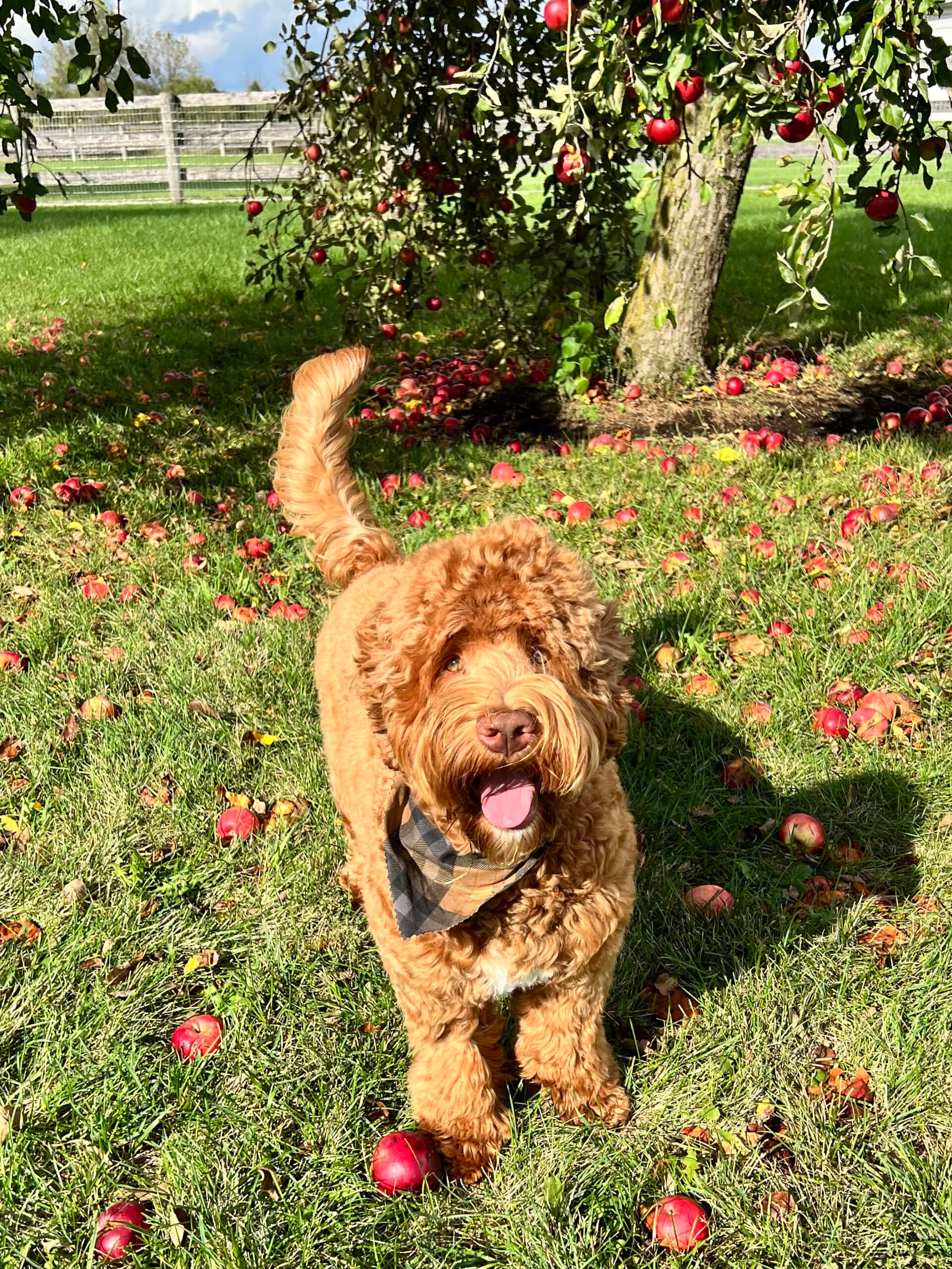 Max