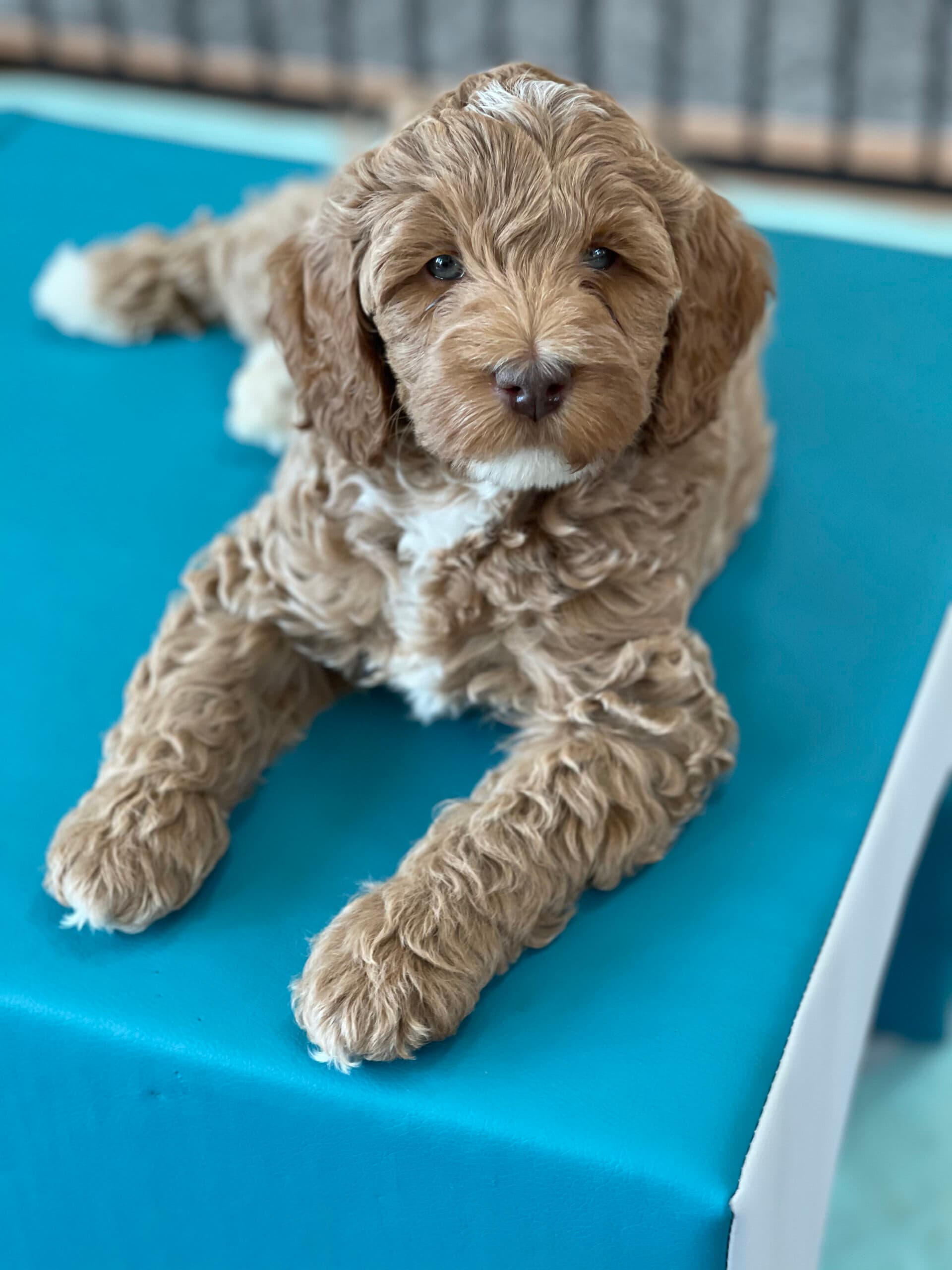 Daisy Mae