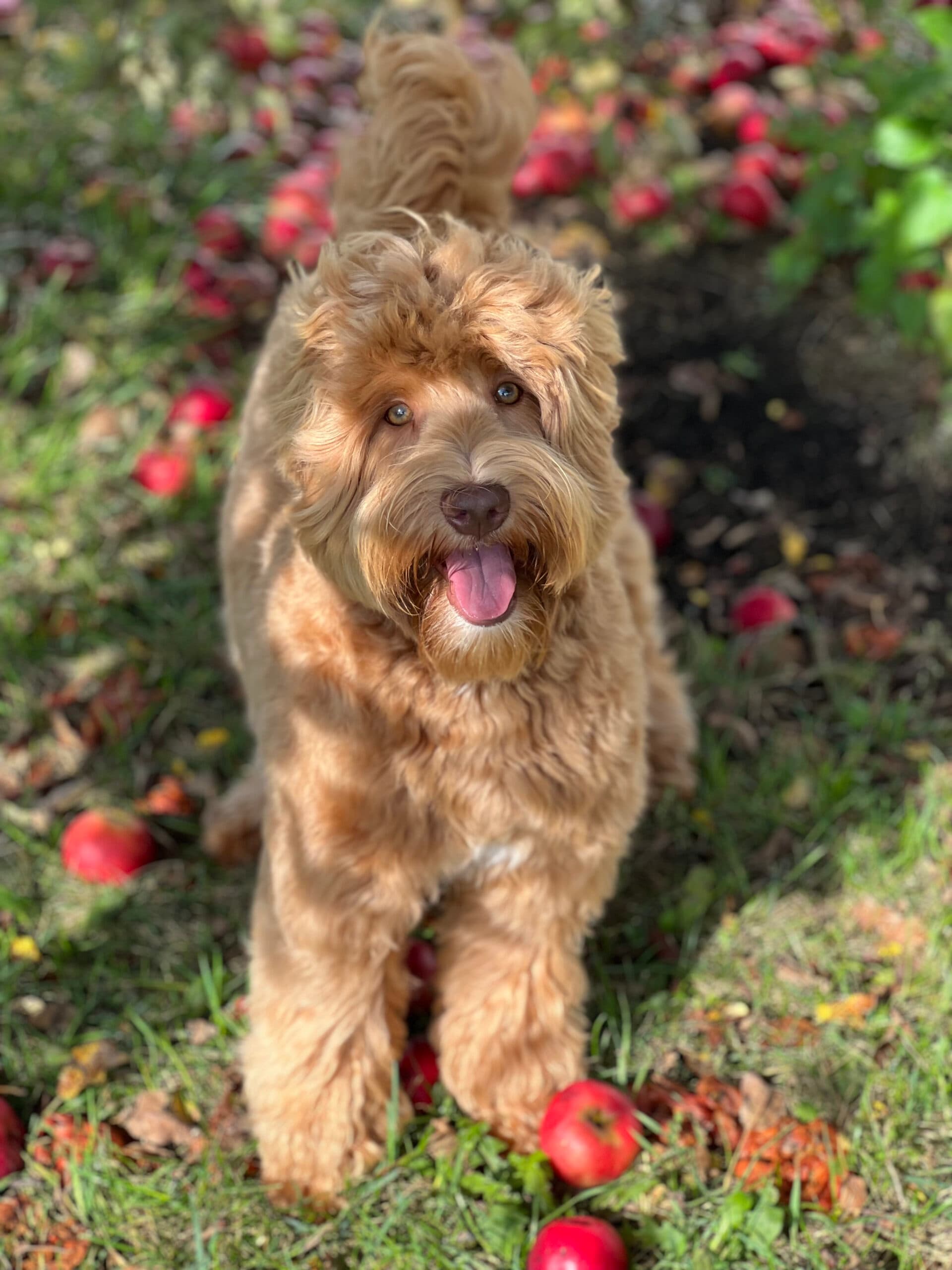 Phoebe