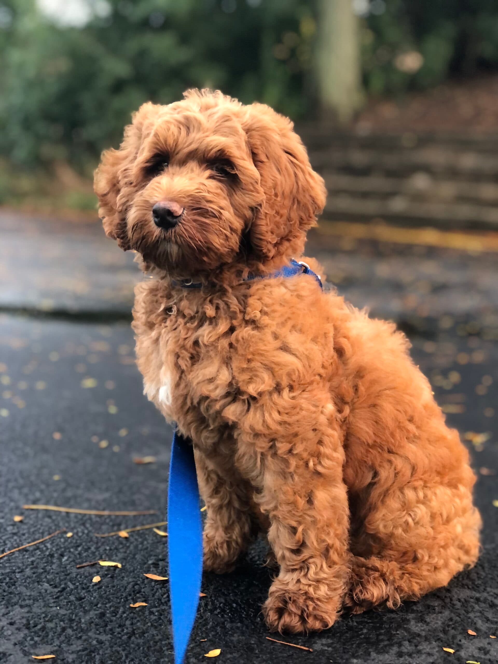 Teddy