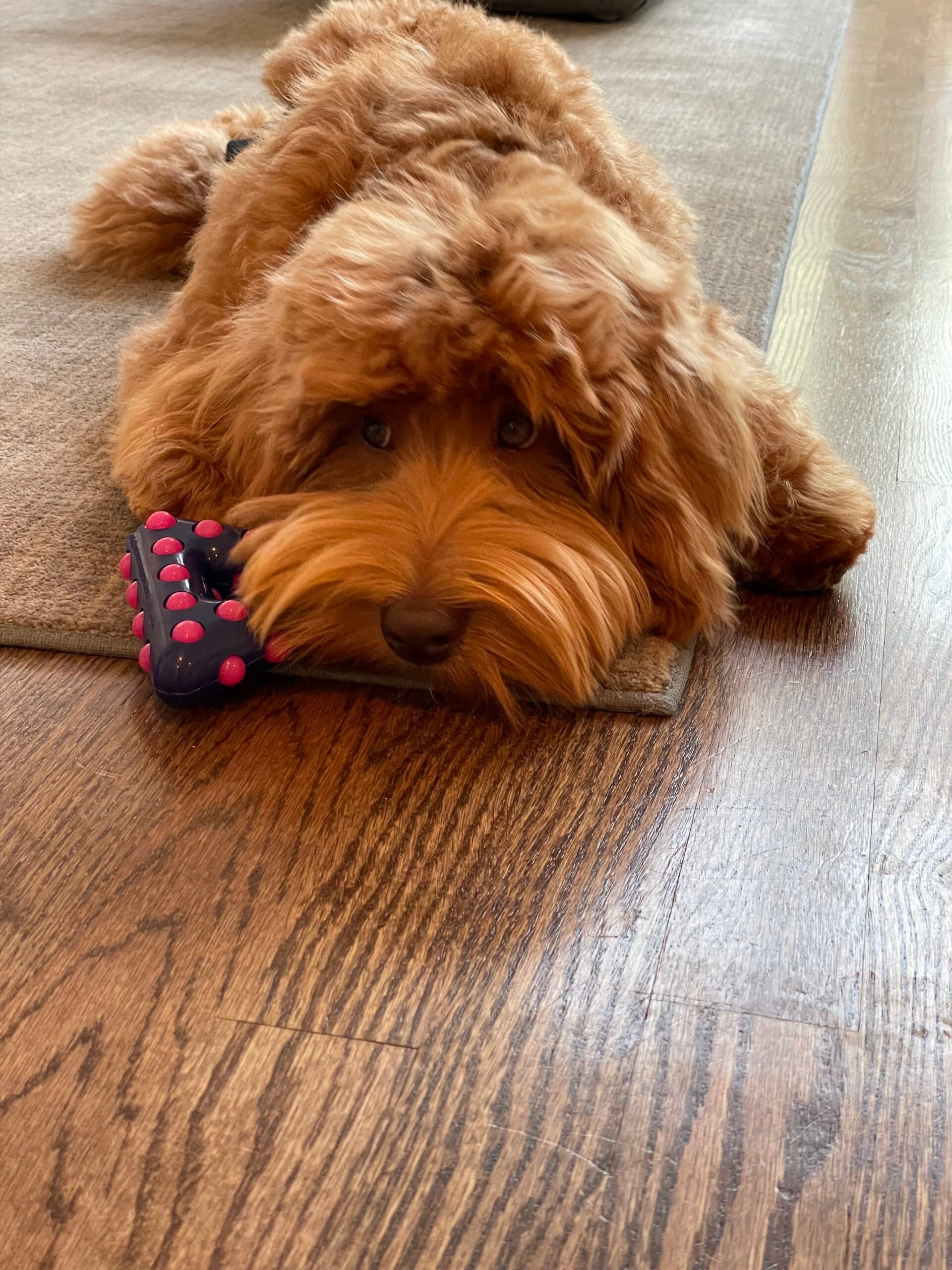 Ziggy